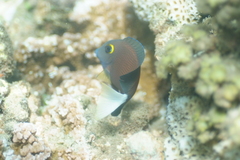 Ctenochaetus flavicauda