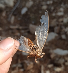 Cicada orni