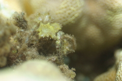 Glyptoparus delicatulus