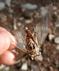 Cicada orni