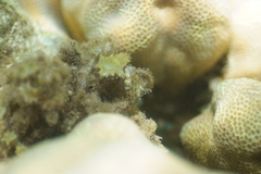 Glyptoparus delicatulus