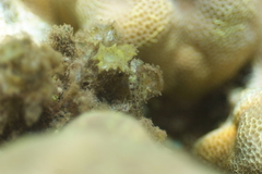 Glyptoparus delicatulus