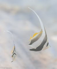 Heniochus diphreutes