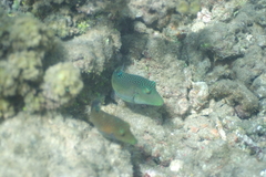 Canthigaster