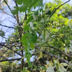 Moringa oleifera