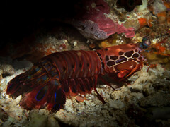 Odontodactylus scyllarus