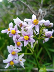 Solanum africanum