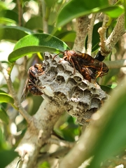 Polistes humilis