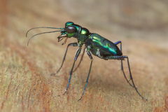 Cylindera versicolor