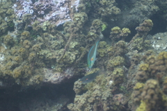 Stethojulis bandanensis