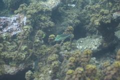 Stethojulis bandanensis