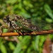 Scissors Grinder Cicada - Photo (c) Stephen Durrenberger, some rights reserved (CC BY-NC-SA)