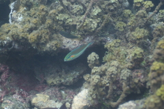 Stethojulis bandanensis