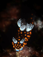 Nembrotha