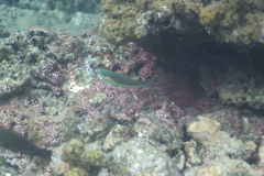 Stethojulis bandanensis