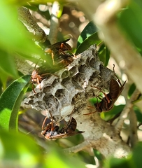 Polistes humilis