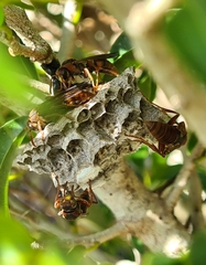 Polistes humilis