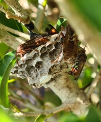 Polistes humilis