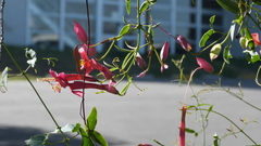 Dolichandra cynanchoides