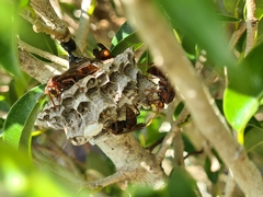 Polistes humilis