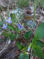 Viola canina
