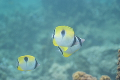 Chaetodon unimaculatus