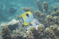 Chaetodon unimaculatus