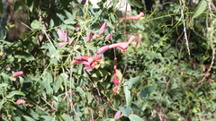 Dolichandra cynanchoides