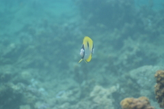 Chaetodon unimaculatus
