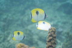 Chaetodon unimaculatus