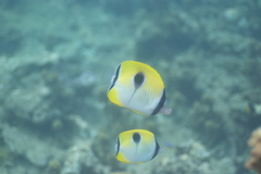 Chaetodon unimaculatus