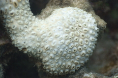 Palythoa tuberculosa