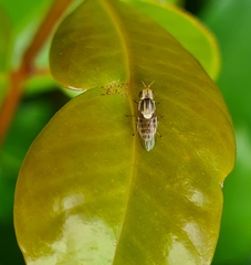 Chloropidae