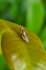Chloropidae