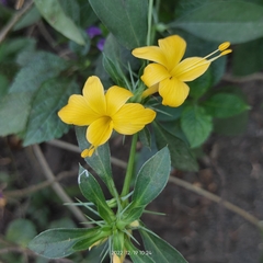 Barleria