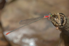 Teinobasis ruficollis