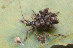 Inara flavopicta
