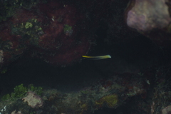 Labroides bicolor