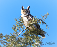 Bubo virginianus