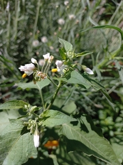 Solanum pilcomayense
