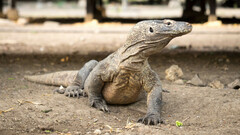 Varanus komodoensis