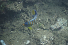 Pygoplites diacanthus