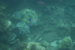 Pygoplites diacanthus