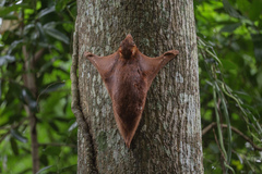 Galeopterus variegatus