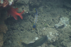 Pygoplites diacanthus
