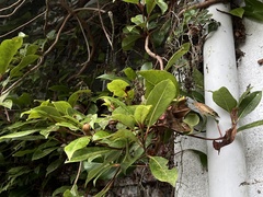 Hydrangea integrifolia