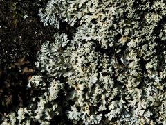 Physcia pseudospeciosa