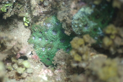 Acanthastrea