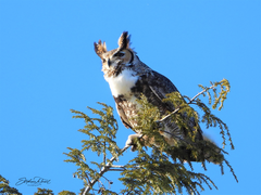 Bubo virginianus