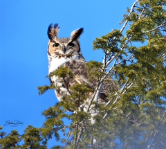 Bubo virginianus